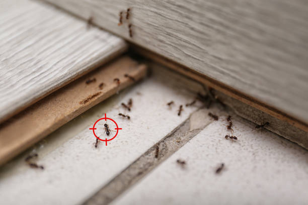 Pest Control for Restaurants in Zion, IL